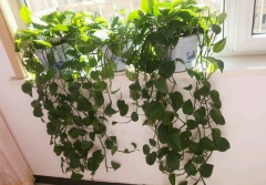 甲醛污染忌視而不見(jiàn)，快給你的新居通通風(fēng)吧！